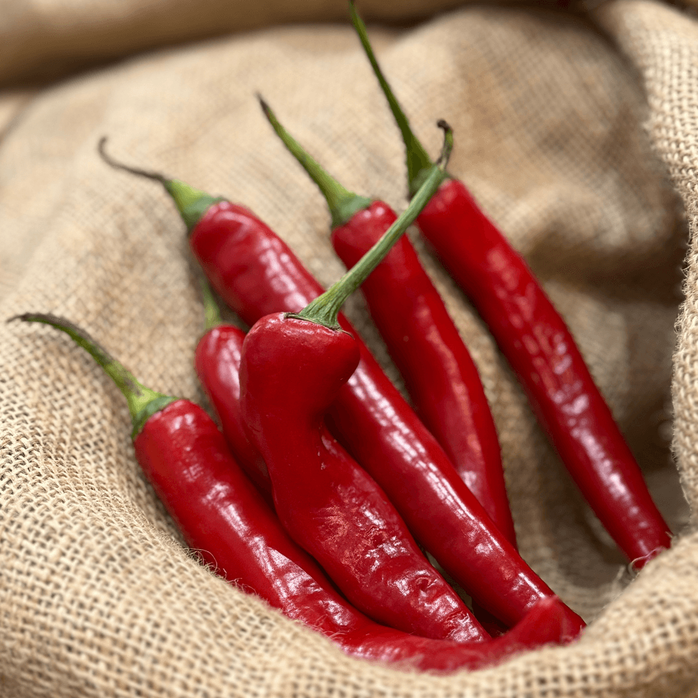Piment - 3